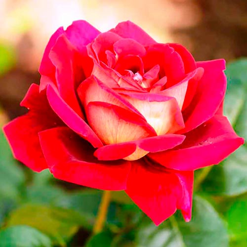 Роза (Rosa) чаен хибрид Kronenburg  изображение 1 артикул 2283